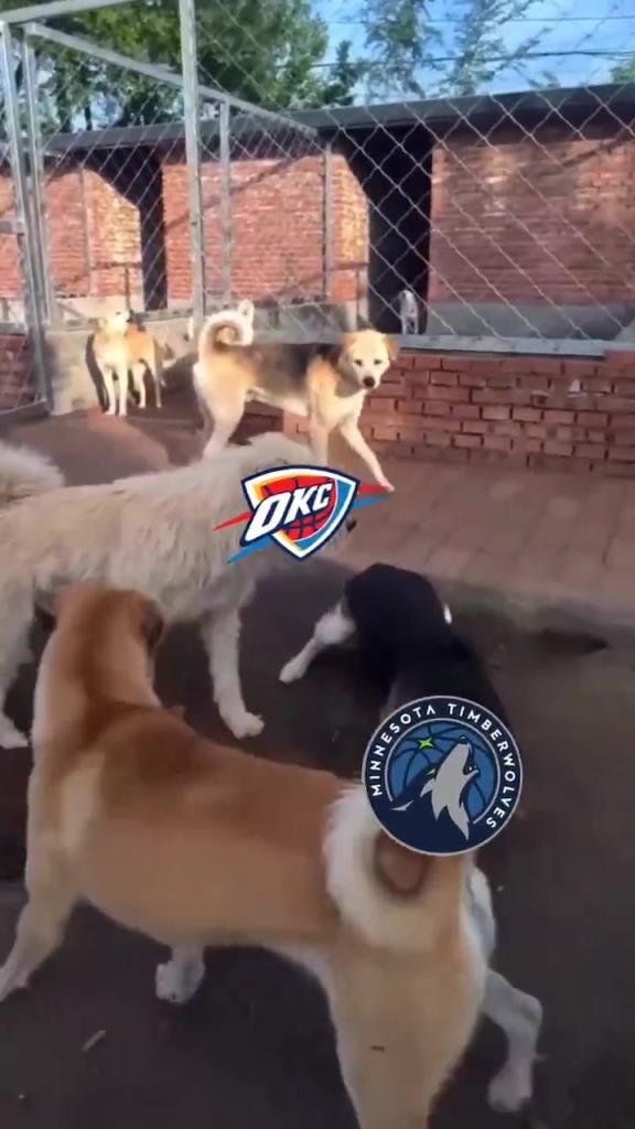 太有活了！美媒惡搞：狗王雷霆嚇退掘金灰熊，把森林狼按地上